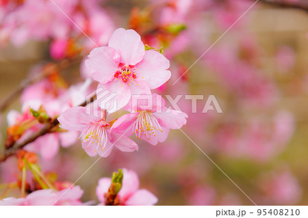 出会いと別れを彩る日本の花　サクラ 95408210