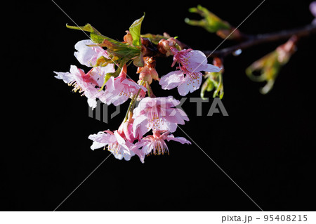 出会いと別れを彩る日本の花　サクラ 95408215
