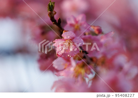 出会いと別れを彩る日本の花　サクラ 95408227