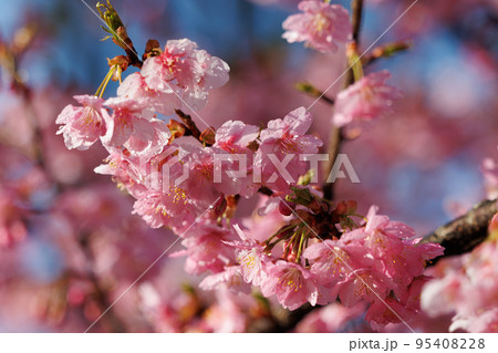 出会いと別れを彩る日本の花　サクラ 95408228