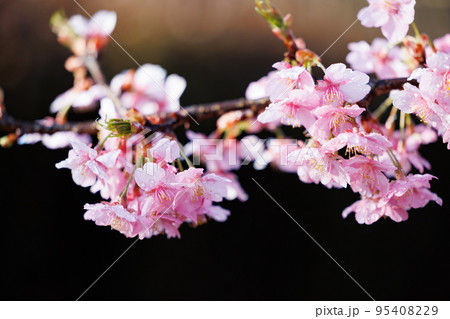 出会いと別れを彩る日本の花　サクラ 95408229