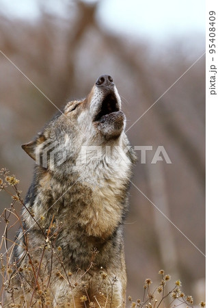 空に向かって遠吠えをするオオカミ 95408409