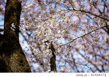 出会いと別れを彩る日本の花　サクラ 95408478