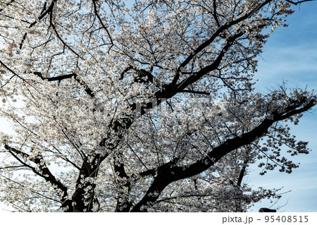 出会いと別れを彩る日本の花　サクラ 95408515