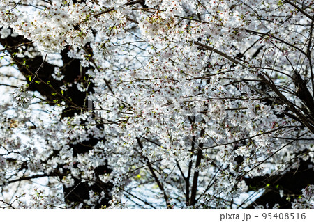 出会いと別れを彩る日本の花　サクラ 95408516