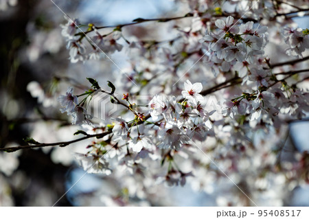 出会いと別れを彩る日本の花　サクラ 95408517