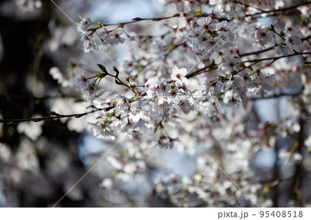 出会いと別れを彩る日本の花　サクラ 95408518