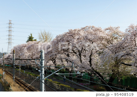 出会いと別れを彩る日本の花　サクラ 95408519