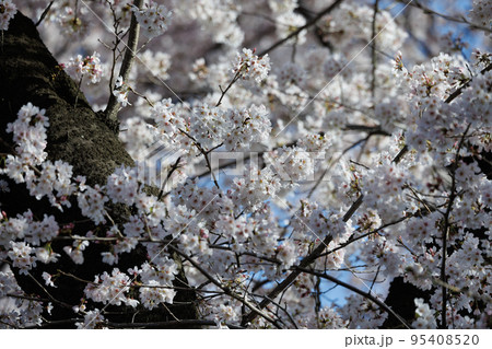 出会いと別れを彩る日本の花　サクラ 95408520