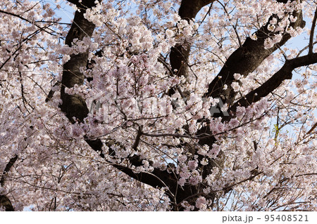 出会いと別れを彩る日本の花　サクラ 95408521