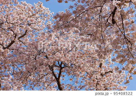出会いと別れを彩る日本の花　サクラ 95408522