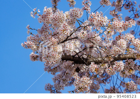 出会いと別れを彩る日本の花　サクラ 95408523