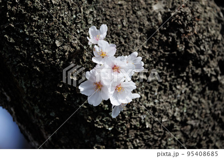 出会いと別れを彩る日本の花　サクラ 95408685