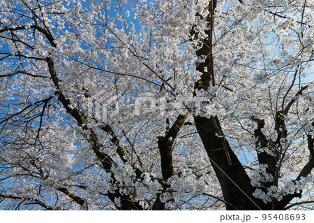 出会いと別れを彩る日本の花 サクラ 出会いと別れを彩る日本の花 サクラ 95408693