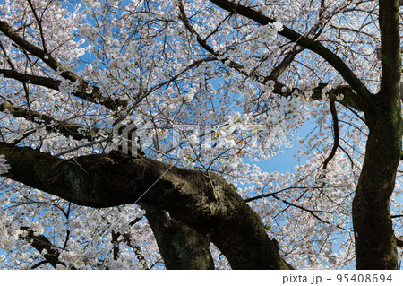 出会いと別れを彩る日本の花　サクラ 95408694