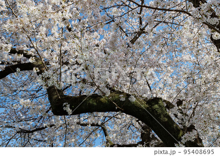 出会いと別れを彩る日本の花　サクラ 95408695