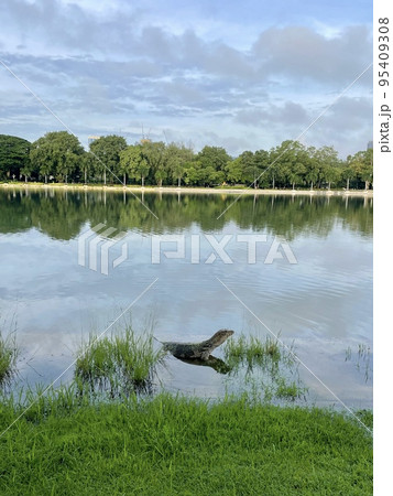 タイの公園のミズオオトカゲ 95409308