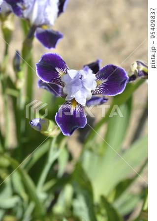 Miniature Tall Bearded Iris Consummation Miniature Tall Bearded Iris Consummation 95409837