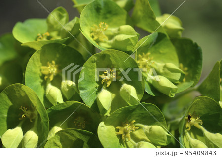 Wulfens spurge 95409843
