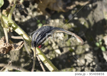 Common devils claw Common devils claw 95409856