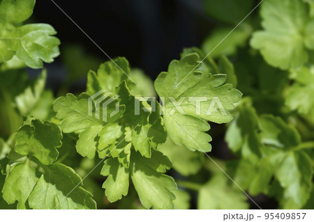 Garden parsly 95409857