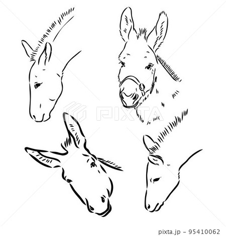 Sketch of donkey Hand drawn illustration donkey vector 95410062