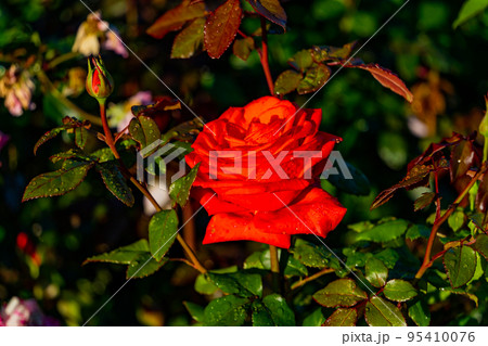 Garden red roses. Garden red roses. 95410076