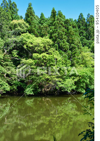 京都　伏見稲荷大社　新池（谺ケ池） 95410405