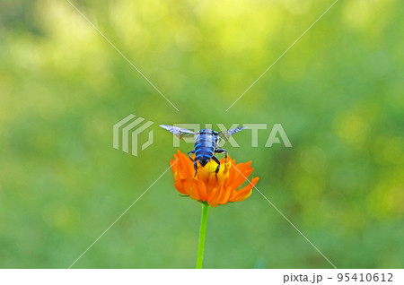 キバナコスモスにとまる幸せの青い蜂ルリモンハナバチ キバナコスモスにとまる幸せの青い蜂ルリモンハナバチ 95410612