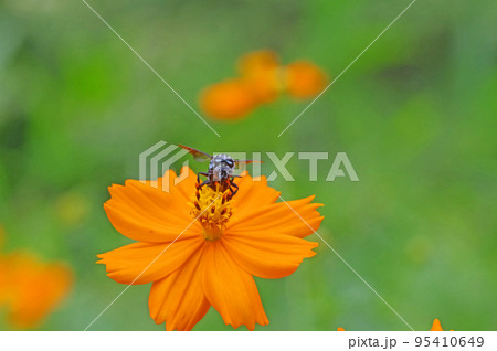 キバナコスモスにとまる幸せの青い蜂ルリモンハナバチ 95410649