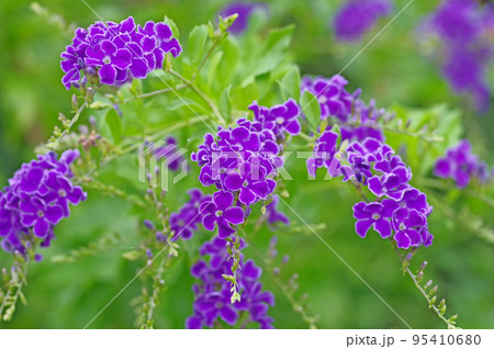 青紫色の小花が房状に咲く熱帯花木ディユランタの写真素材 [95410680] - PIXTA