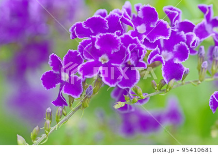 青紫色の小花が房状に咲く熱帯花木ディユランタの写真素材 [95410681 ...