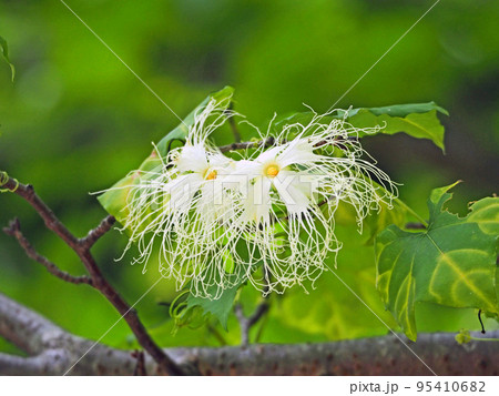 夏に白い糸状の花が咲くつる性植物キカラスウリ 夏に白い糸状の花が咲くつる性植物キカラスウリ 95410682