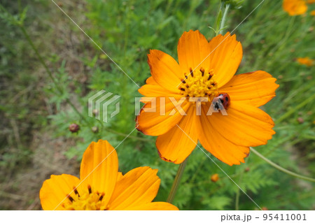 キバナコスモスの花にテントウムシ 95411001