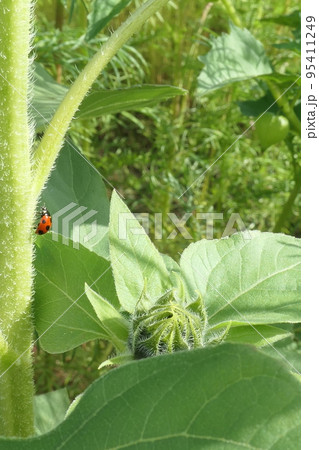 ひまわりの茎を上る小さなテントウムシ 95411249