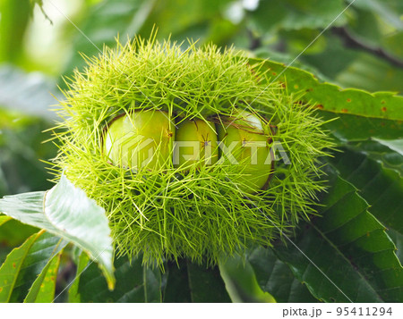 緑色の毬をつけた秋の味覚栗の木 95411294