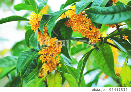 きんもくせい 95411335