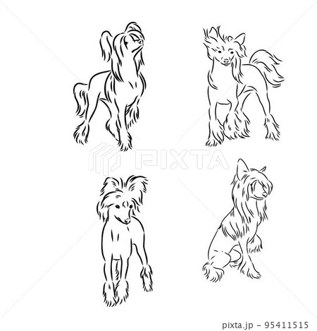 Chinese crested dog set, vector sketch chinese crested vector 95411515