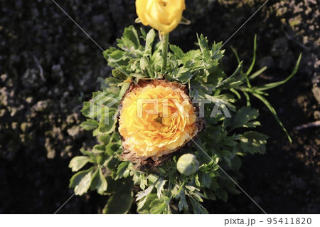 花金鳳花 はなきんぽうげ 台湾 95411820