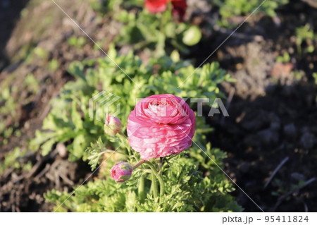 花金鳳花 はなきんぽうげ 台湾 95411824
