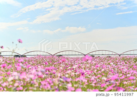 吹上コスモス畑 埼玉県鴻巣市 吹上コスモス畑 埼玉県鴻巣市 95411997