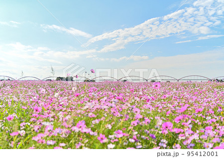 吹上コスモス畑　埼玉県鴻巣市 95412001