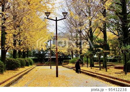 黄色い銀杏の葉で敷き詰められた公園を散策する婦人たち 黄色い銀杏の葉で敷き詰められた公園を散策する婦人たち 95412238