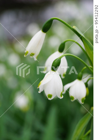 可愛らしいスズランスイセンの花 95412292