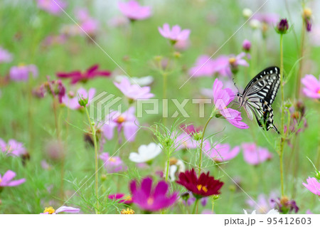 夏の風景（コスモスとアゲハ蝶） 95412603