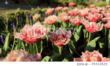 台湾 花 フラワー 95412620