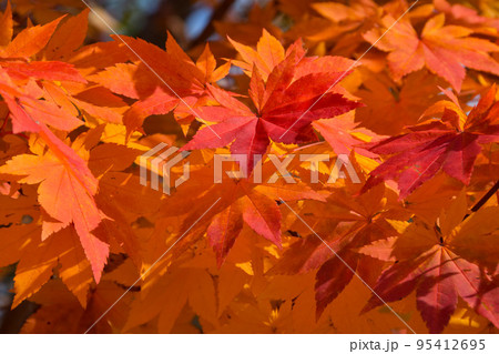 秋の訪れ 色づいた紅葉の葉っぱ 秋の訪れ 色づいた紅葉の葉っぱ 95412695