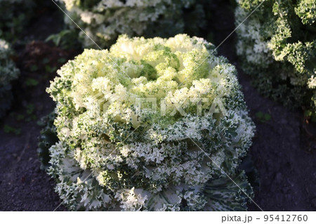 台湾 花 フラワー 95412760