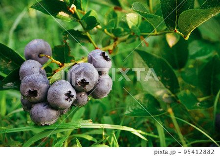 Gardening. Blue ripe blueberries on a green bush. Collecting berries. 95412882
