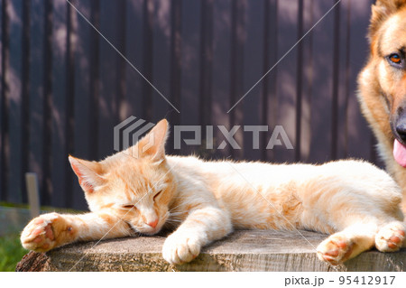 A ginger lazy cat is relaxing in the shade of a summer garden on a large stump and does not know what surprise has crept up behind. A ginger lazy cat is relaxing in the shade of a summer garden on a large stump and does not know what surprise has crept up behind. 95412917